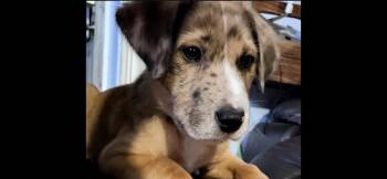 Australian Shepherd Dogs Available for Adoption in Aurora, Illinois - Nugget | PetCurious