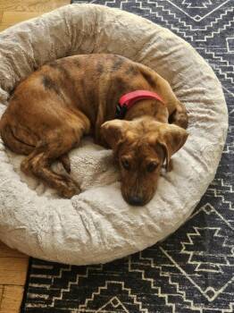 Plott Hound and American Bully Dogs Available for Adoption in Fort Lupton, Colorado - Odin | PetCurious