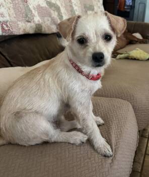 Laila -  Terrier Dog for Adoption in Coppell, Texas - Laila | PetCurious