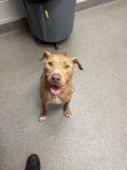 MAXWELL -  Pit Bull Terrier and Mixed Breed Dog for Adoption - MAXWELL | PetCurious