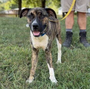 Steve - a happy go lucky pup -  Boxer and Mountain Cur Dog for Adoption in Andover, Massachusetts - Steve - A Happy Go Lucky Pup | PetCurious
