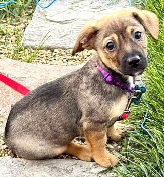 Benny -  Beagle Dog for Adoption in Plainfield, Illinois - Benny | PetCurious