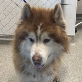 Siberian Husky Dogs Available for Adoption - Baldr | PetCurious