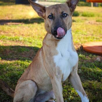 Rescue Mixed Breed Dogs for Adoption in Lake Jackson, Texas - Xena | PetCurious