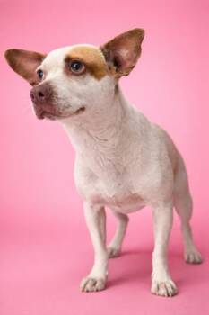Mixed Breed Dogs Available for Adoption in Jacksonville, Florida - THUMBS | PetCurious