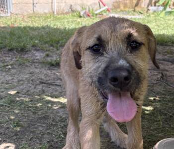 Nutella -  Border Terrier and Black Mouth Cur Dog for Adoption in Alexandria, Louisiana - Nutella | PetCurious