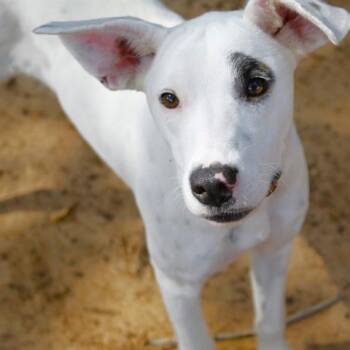 Mitzi -  Labrador Retriever and Mixed Breed Dog for Adoption in Hopkinton, Massachusetts - Mitzi | PetCurious