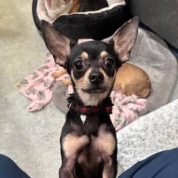 Taco -  Chihuahua and Mixed Breed Dog for Adoption in Chester, Maryland - Taco | PetCurious