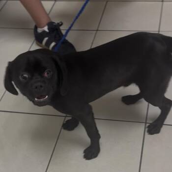 Johnny Cash -  Pug and Mixed Breed Dog for Adoption in Las Vegas, Nevada - Johnny Cash | PetCurious