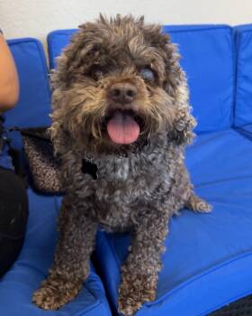 Kona -  Poodle and Cocker Spaniel Dog for Adoption in Plant City, Florida - Kona | PetCurious