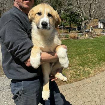 Great Pyrenees and Anatolian Shepherd Dogs Available for Adoption in Stormville, New York - NY Texas (Foster In Stormville NY) | PetCurious
