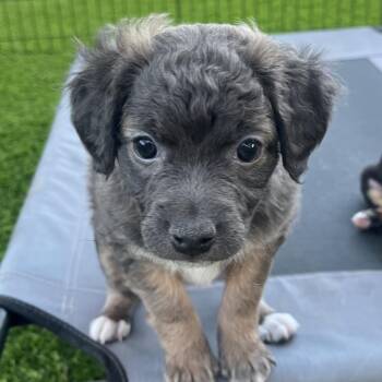 Mixed Breed Dogs Available for Adoption in Las Vegas, Nevada - Hart | PetCurious