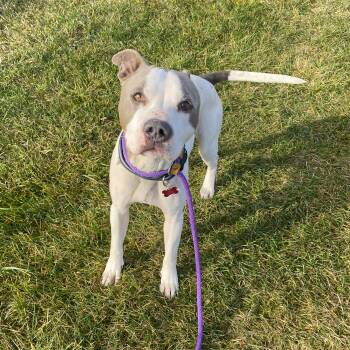 Rescue Pit Bull Terrier Dogs for Adoption in Allegan, Michigan - Pot Roast | PetCurious