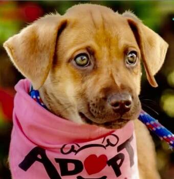 Kona -  Labrador Retriever and Shepherd Dog for Adoption in Orlando, Florida - Kona | PetCurious