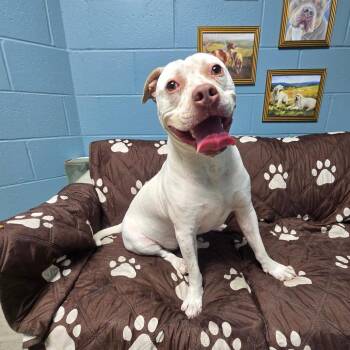 Lace Agate -  Pit Bull Terrier and Mixed Breed Dog for Adoption in Windsor, Virginia - Lace Agate | PetCurious