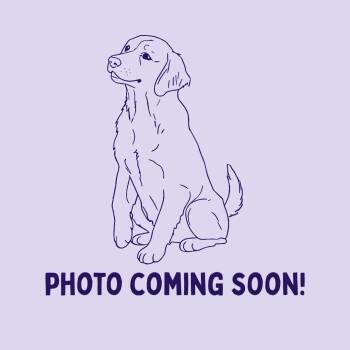 German Shepherd Dog Dogs Available for Adoption - Spamita | PetCurious