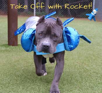 American Staffordshire Terrier Dogs Available for Adoption - Rocket Athens | PetCurious