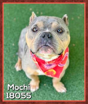 American Bully Dogs Available for Adoption - MOCHI | PetCurious