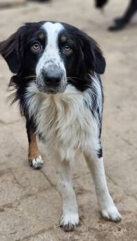 Rescue Australian Shepherd Dogs for Adoption in Nokomis, Florida - Lightning | PetCurious
