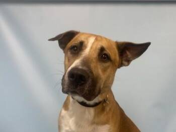 Asher -  Carolina Dog and Mixed Breed Dog for Adoption in Golden Valley, Minnesota - Asher | PetCurious
