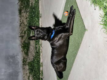 Rescue German Shepherd Dog Dogs for Adoption in San Diego, California - Teddy | PetCurious