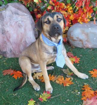 Rescue Black Mouth Cur and Labrador Retriever Dogs for Adoption in Oklahoma City, Oklahoma - PILGRIM 465503 | PetCurious