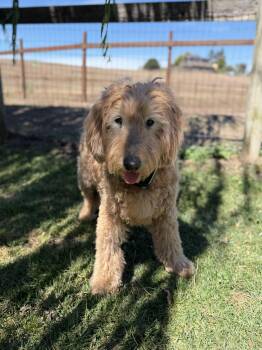 Yukon -  Goldendoodle Dog for Adoption in Petaluma, California - Yukon | PetCurious