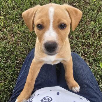 Steve -  Mixed Breed Dog for Adoption in Sioux Falls, South Dakota - Steve | PetCurious