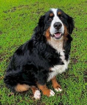 Phoenix -  Bernese Mountain Dog Dog for Adoption in Washington, District Of Columbia - Phoenix | PetCurious