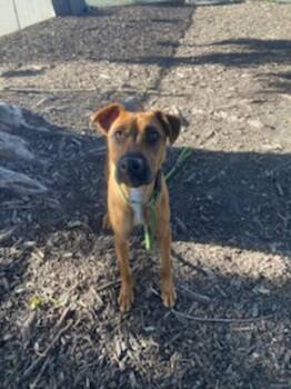 Rescue Shepherd Dogs for Adoption - Jennifur | PetCurious