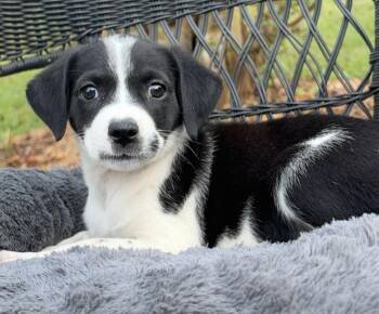Giggle -  Mixed Breed Dog for Adoption in Mount Pleasant, South Carolina - Giggle | PetCurious