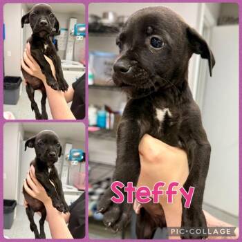 Steffy -  Chihuahua and Pug Dog for Adoption in Opelika, Alabama - Steffy | PetCurious