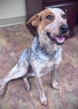 Cory -  Australian Cattle Dog Blue Heeler Dog for Adoption in Lakewood Ranch, Florida - Cory | PetCurious