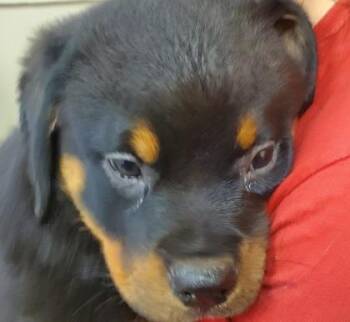 Duke -  Rottweiler Dog for Adoption in Kansas City, Missouri - Duke | PetCurious