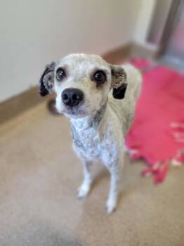 Gertrude -  Miniature Poodle Dog Available for Adoption in Chambersburg, Pennsylvania - Gertrude | PetCurious