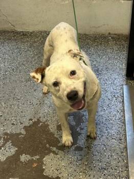 Achilles -  Pit Bull Terrier Dog for Adoption in Mobile, Alabama - Achilles | PetCurious