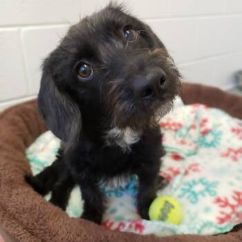 Lolly -  Scottish Terrier and Miniature Poodle Dog for Adoption in Manhattan, Kansas - Lolly | PetCurious