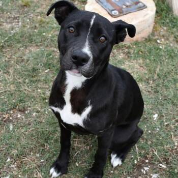 QUEENIE -  Labrador Retriever and Pit Bull Terrier Dog for Adoption in Westminster, Maryland - QUEENIE | PetCurious