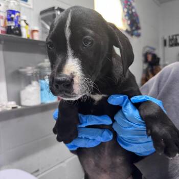 Mixed Breed Dogs Available for Adoption in Summerville, South Carolina - Potato Salad | PetCurious