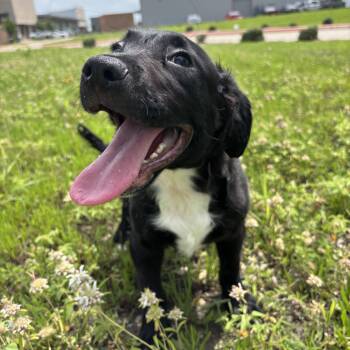 Bear -  Labrador Retriever Dog for Adoption in Pearland, Texas - Bear | PetCurious