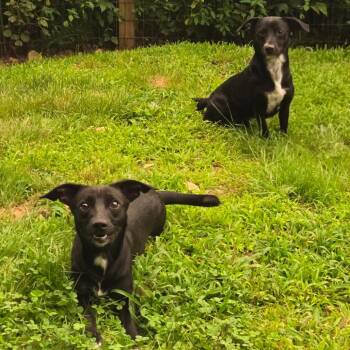 CT Monkey 18lbs! -  Jack Russell Terrier and Mixed Breed Dog for Adoption in Eastford, Connecticut - CT Monkey 18lbs! | PetCurious
