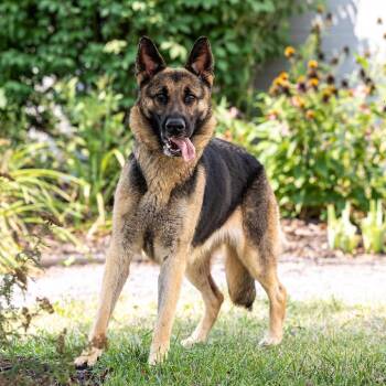 Freya -  German Shepherd Dog Dog for Adoption in Council Bluffs, Iowa - Freya | PetCurious