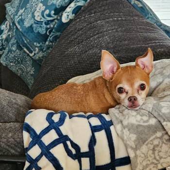 Chihuahua Dogs Available for Adoption - Mr Feeny | PetCurious