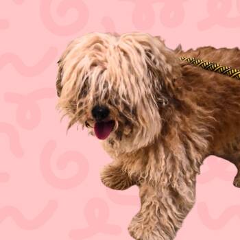 Trixie -  Miniature Poodle and Mixed Breed Dog for Adoption in Reno, Nevada - Trixie | PetCurious