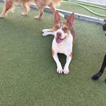 Tommy Pickles -  Mixed Breed Dog for Adoption in Springboro, Ohio - Tommy Pickles | PetCurious