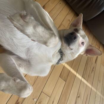 Mixed Breed Dogs Available for Adoption - Zoa | PetCurious