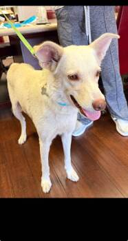 Carly - Carly Simon Litter mom -  Husky and Terrier Dog for Adoption in Holly Springs, North Carolina - Carly - Carly Simon Litter Mom | PetCurious