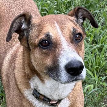Boudreaux -  Foxhound and Cattle Dog Dog for Adoption in Boerne, Texas - Boudreaux | PetCurious