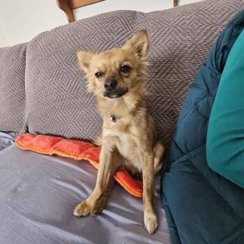 Chihuahua and Pomeranian Dogs Available for Adoption - Bruce Wayne | PetCurious