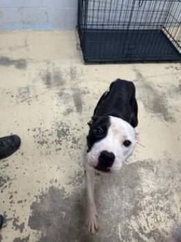 Blythe -  Pit Bull Terrier and Mixed Breed Dog for Adoption in West Memphis, Arkansas - Blythe | PetCurious